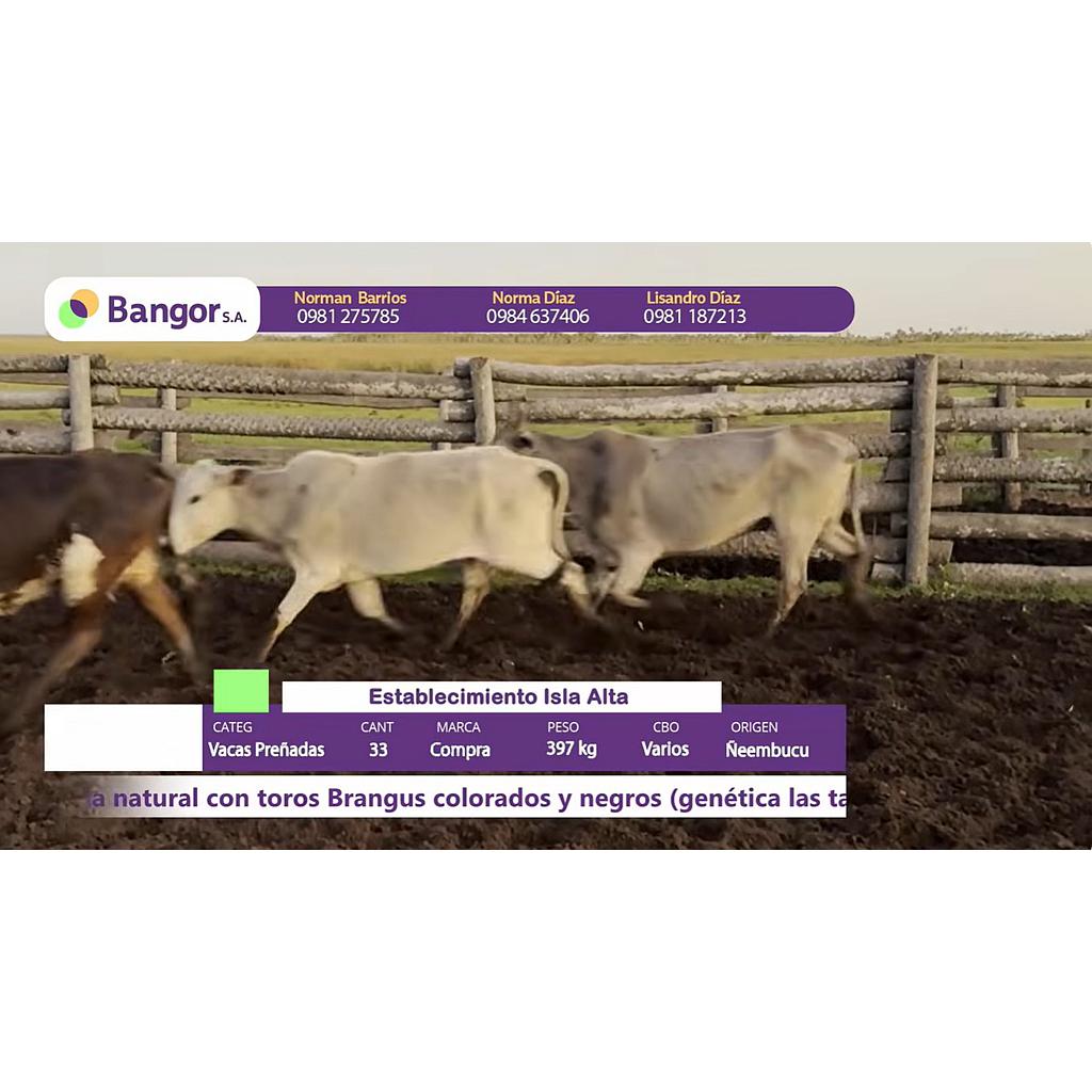 Auction For Lote  06- Vacas Preñadas