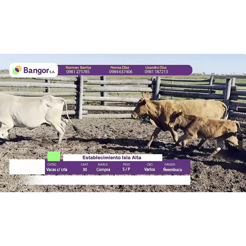 Auction For Lote 09- Vacas con Crias