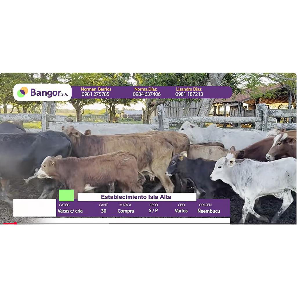 Auction For Lote 12- Vacas con Crias