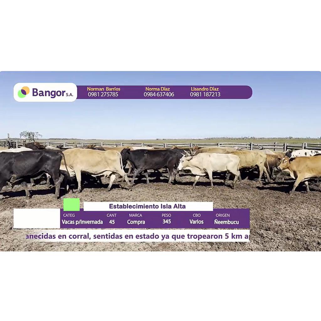 Auction For Lote 13- Vacas para Invernada