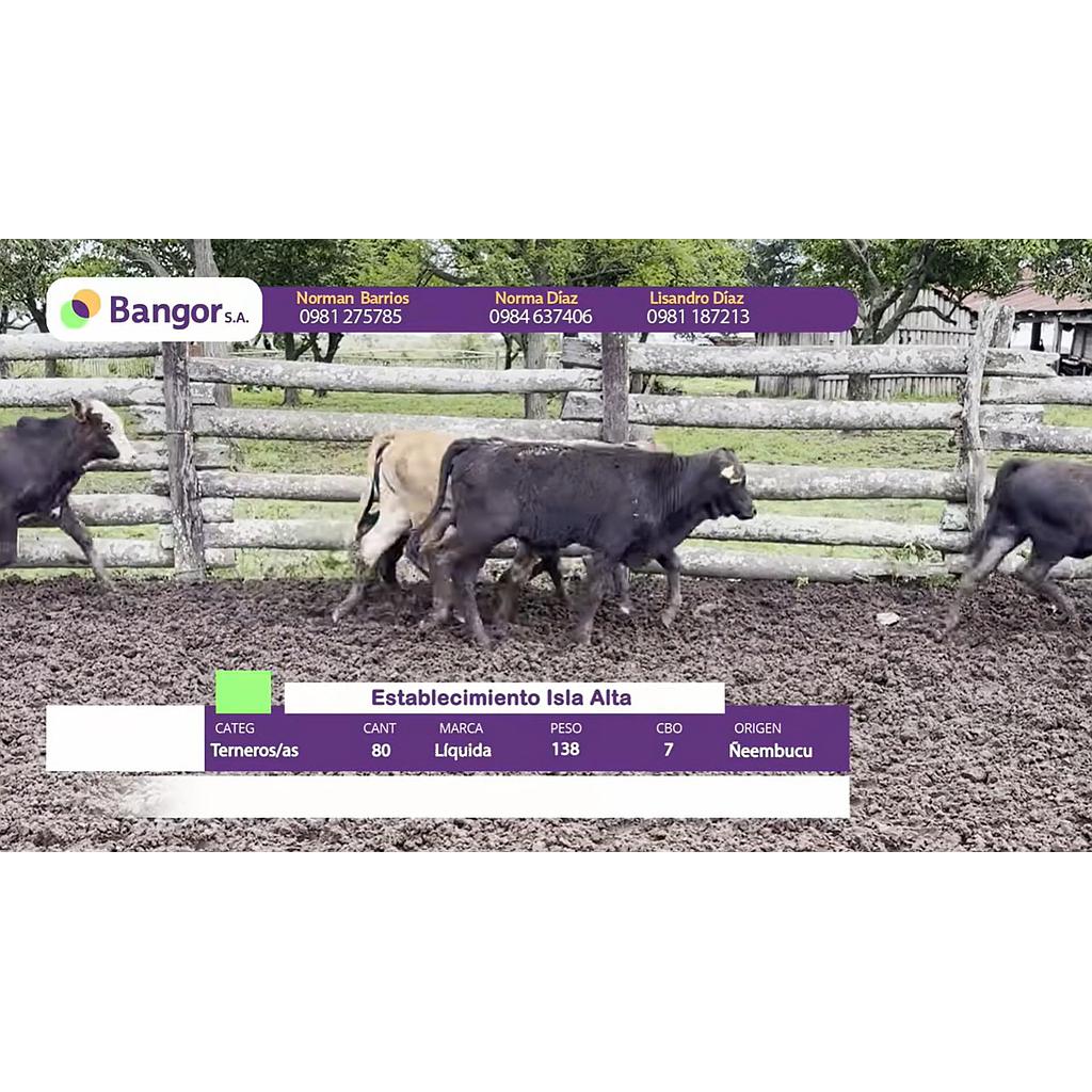 Auction For Lote 14- Terneros/as