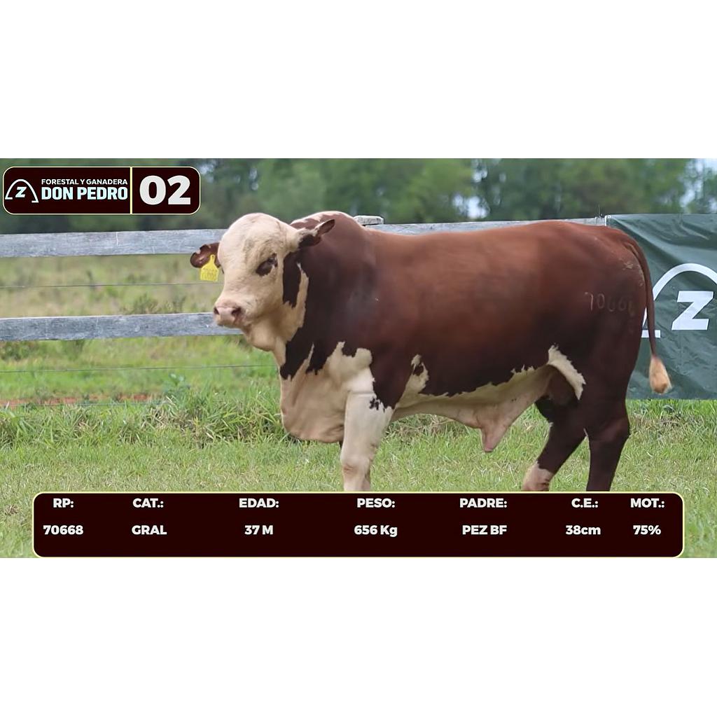 Auction For LOTE 02 - BRAFORD