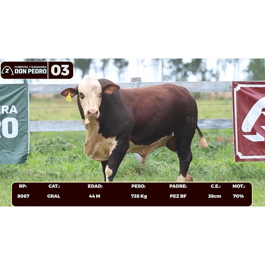 Auction For LOTE 03 - BRAFORD