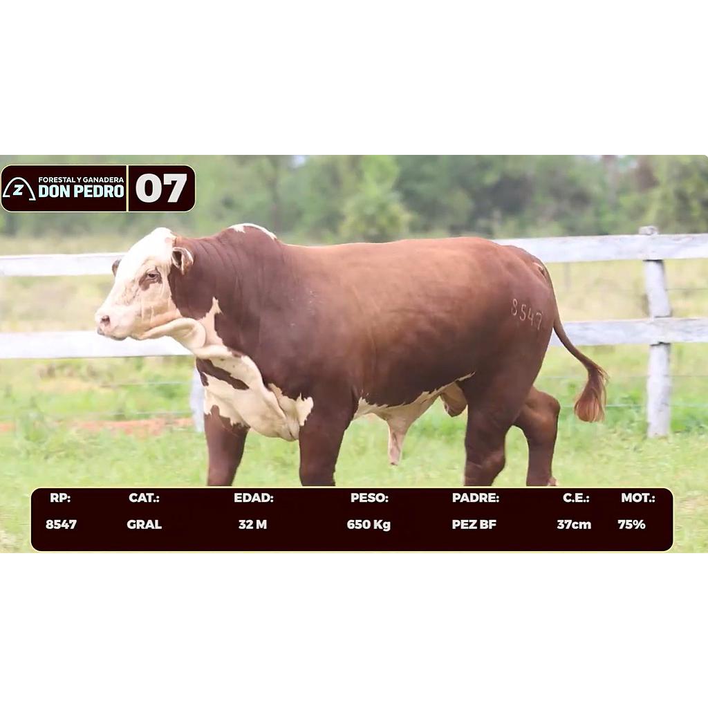 Auction For LOTE 07 - BRAFORD