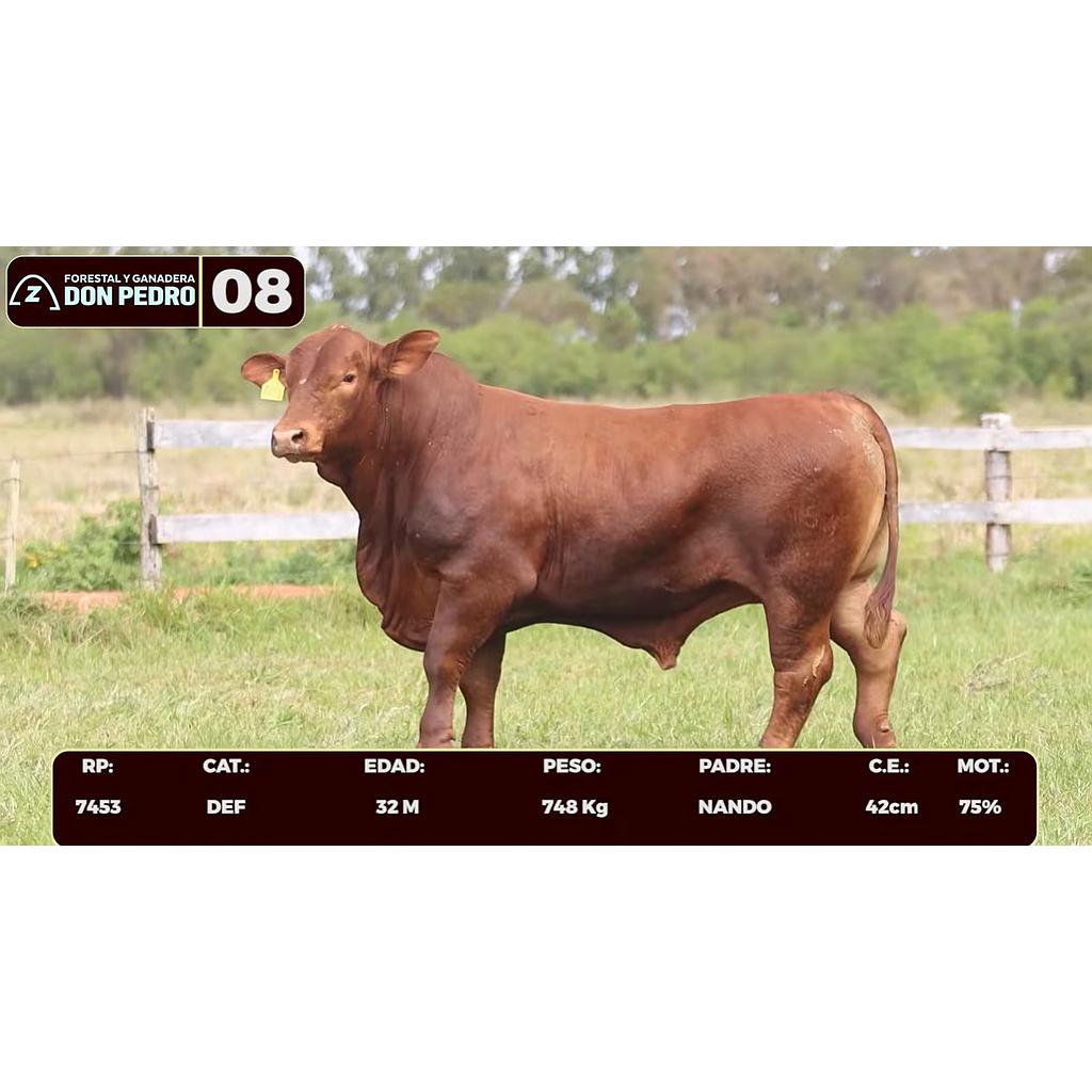 Auction For LOTE 08 - BRANGUS