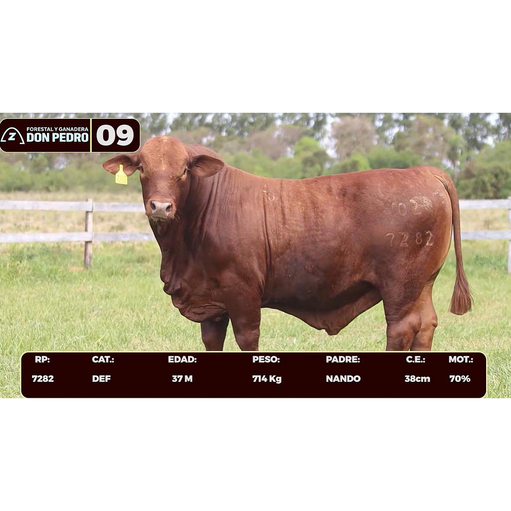 Auction For LOTE 09 - BRANGUS