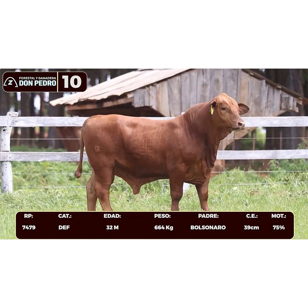 Auction For LOTE 10 - BRANGUS