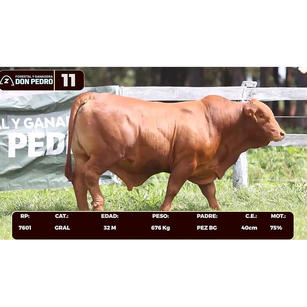 Auction For LOTE 11 - BRANGUS