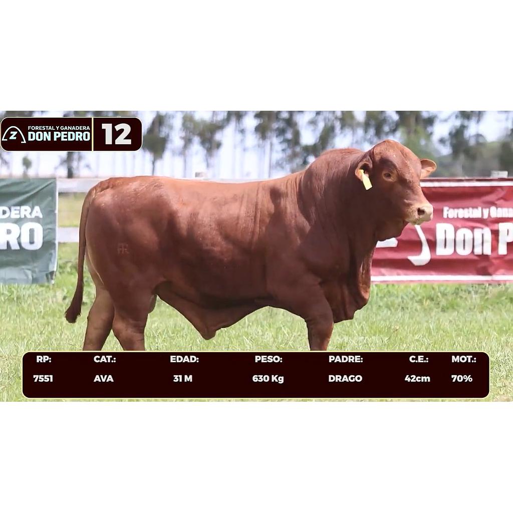 Auction For LOTE 12 - BRANGUS