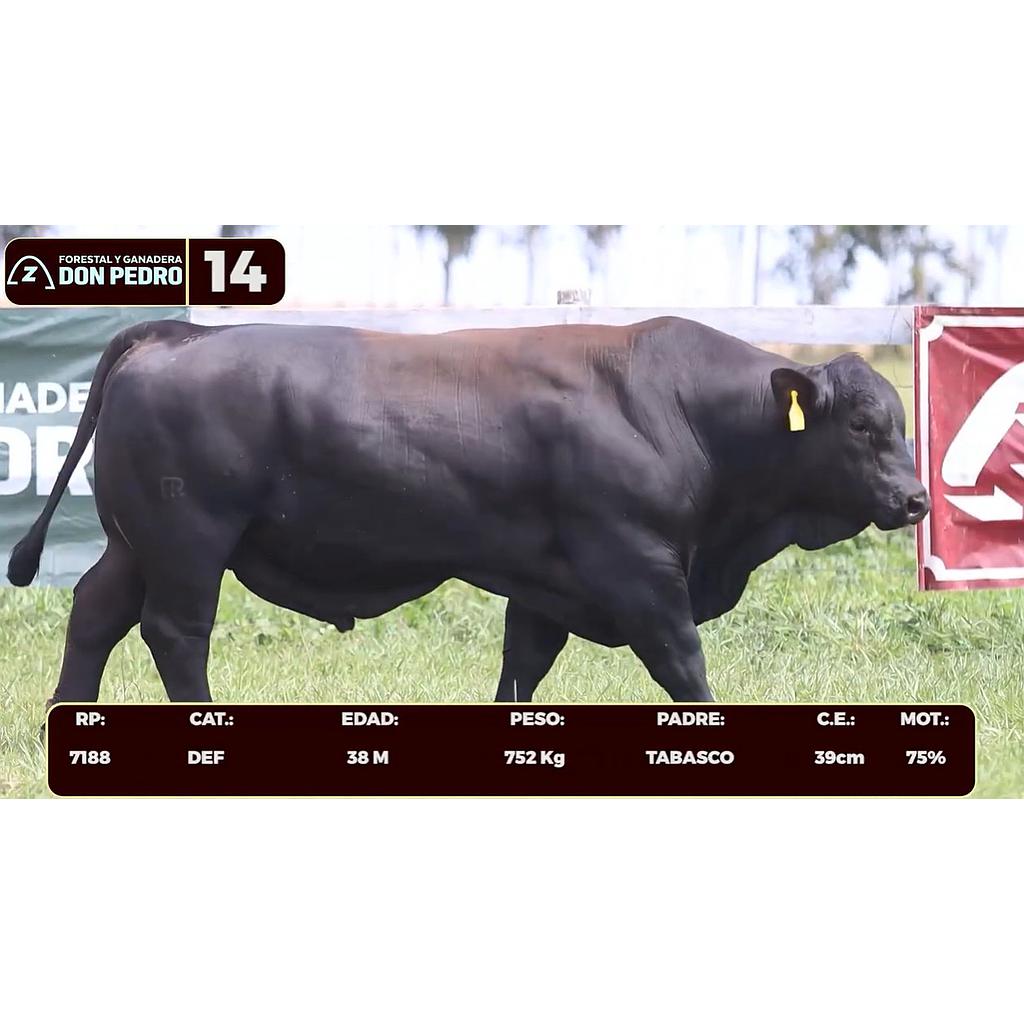 Auction For LOTE 14 - BRANGUS