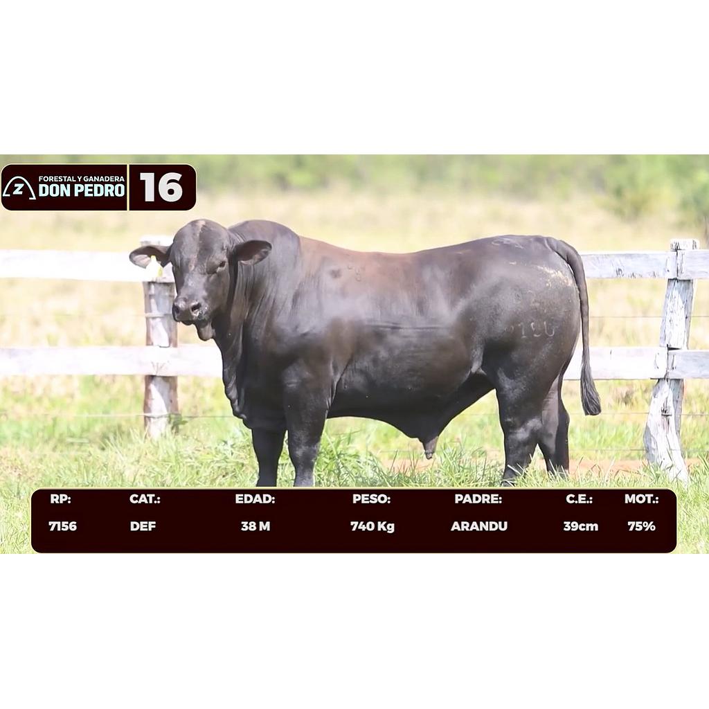 Auction For LOTE 16 - BRANGUS