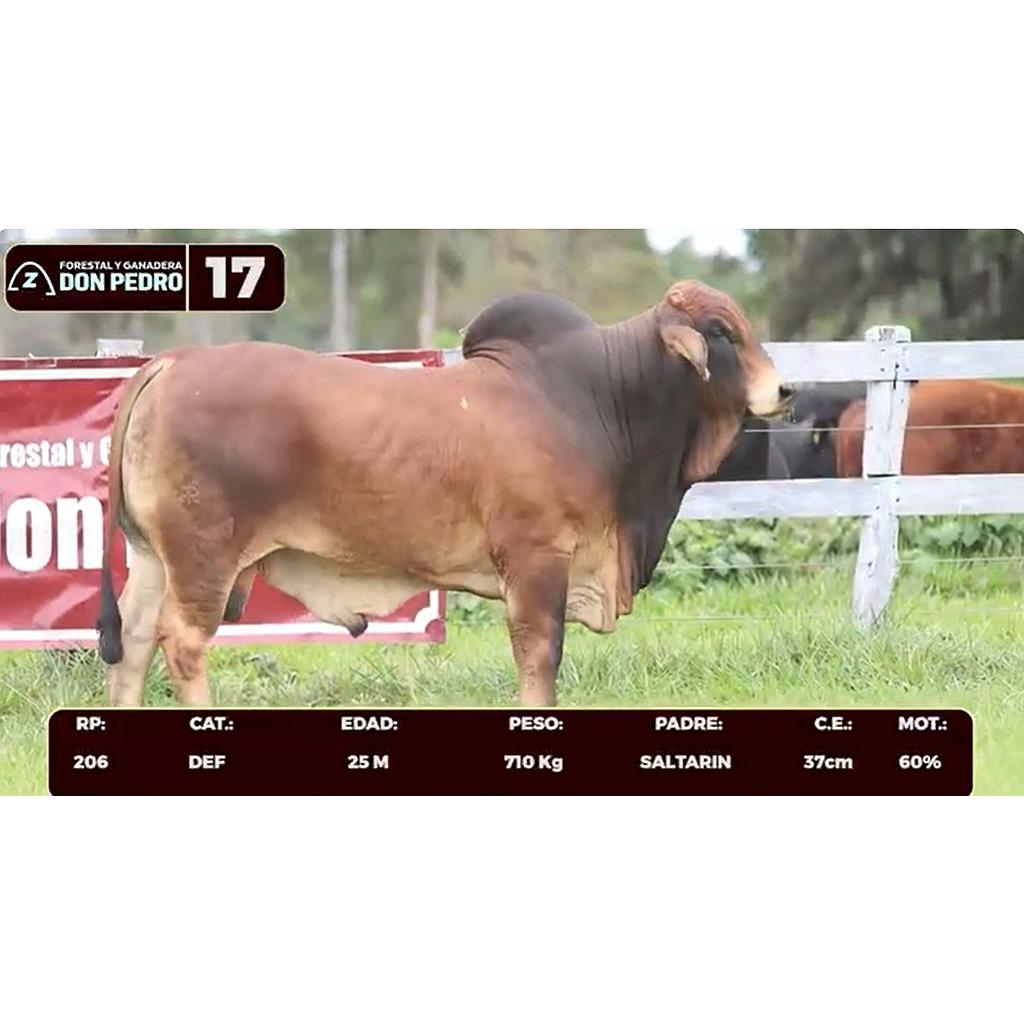 Auction For LOTE 17 - BRAHMAN