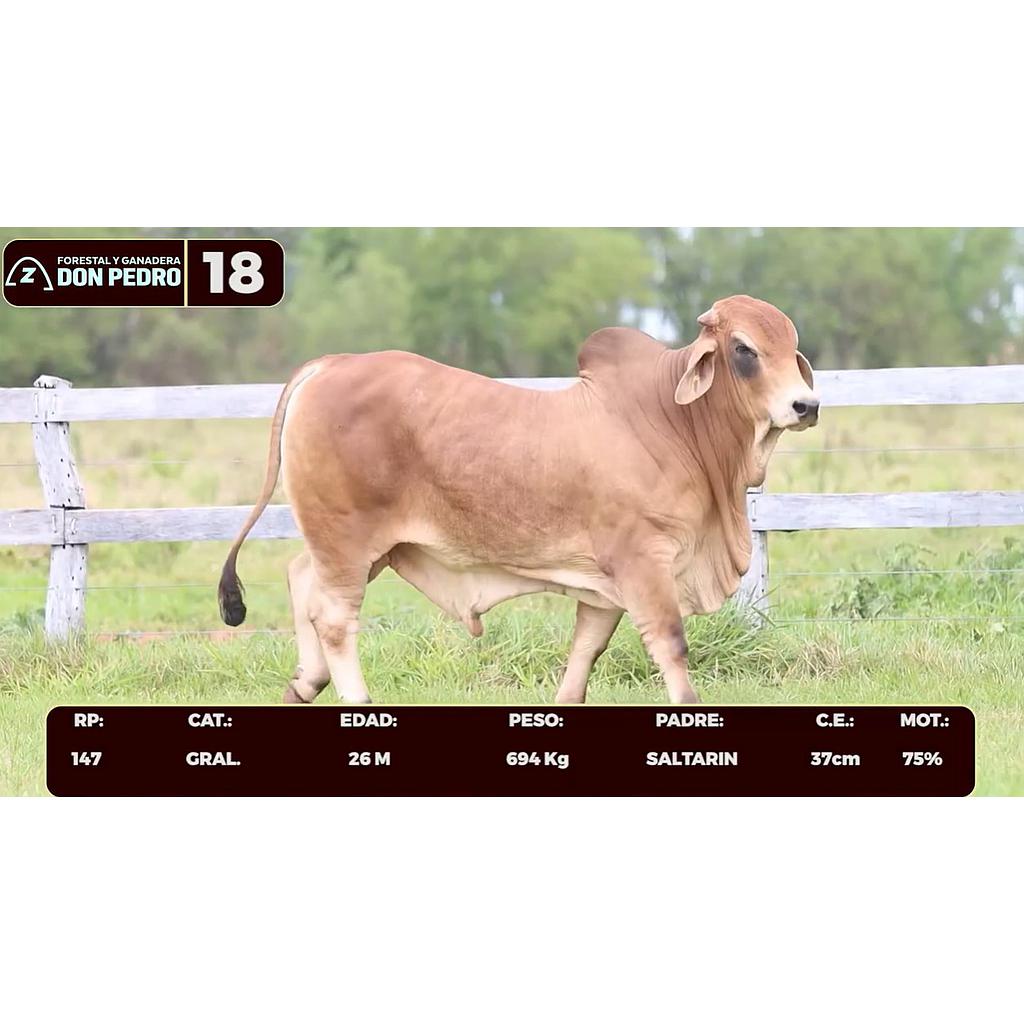 Auction For LOTE 18 - BRAHMAN