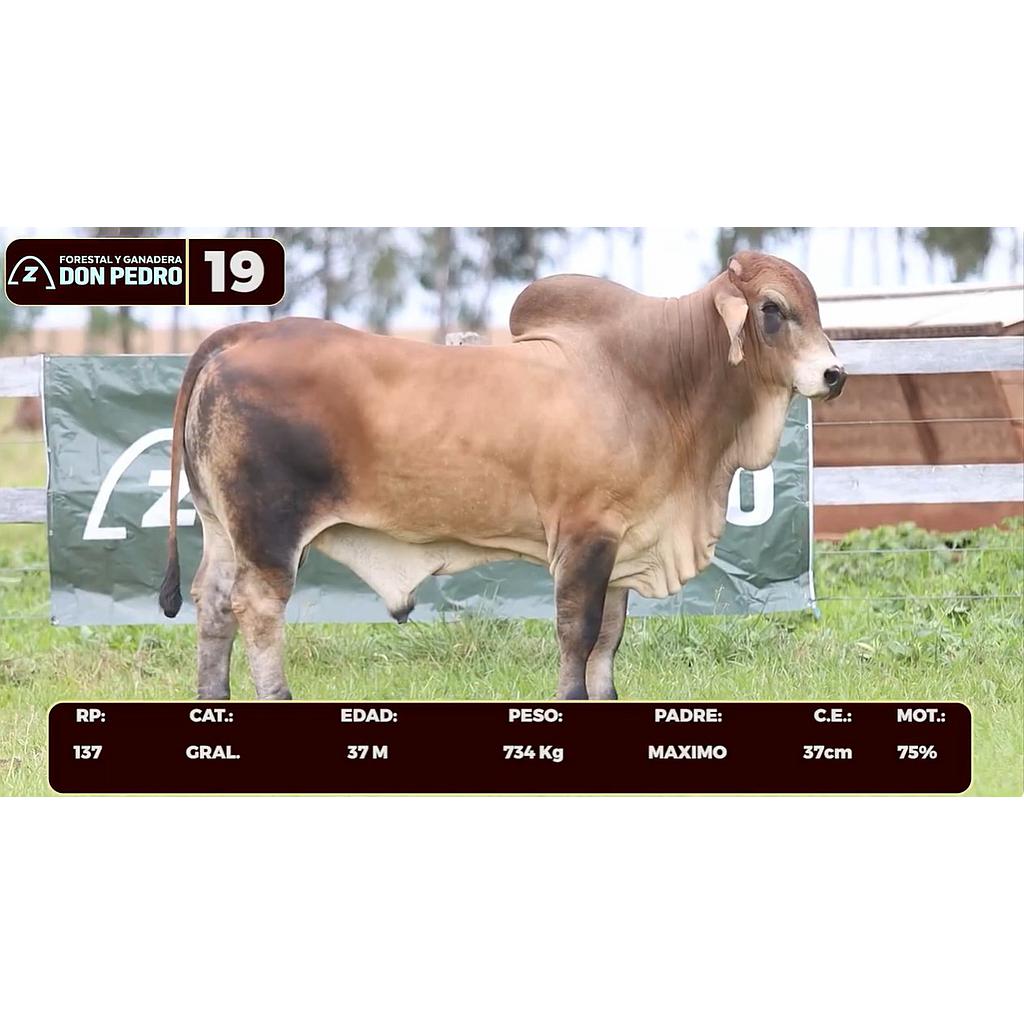 Auction For LOTE 19 - BRAHMAN
