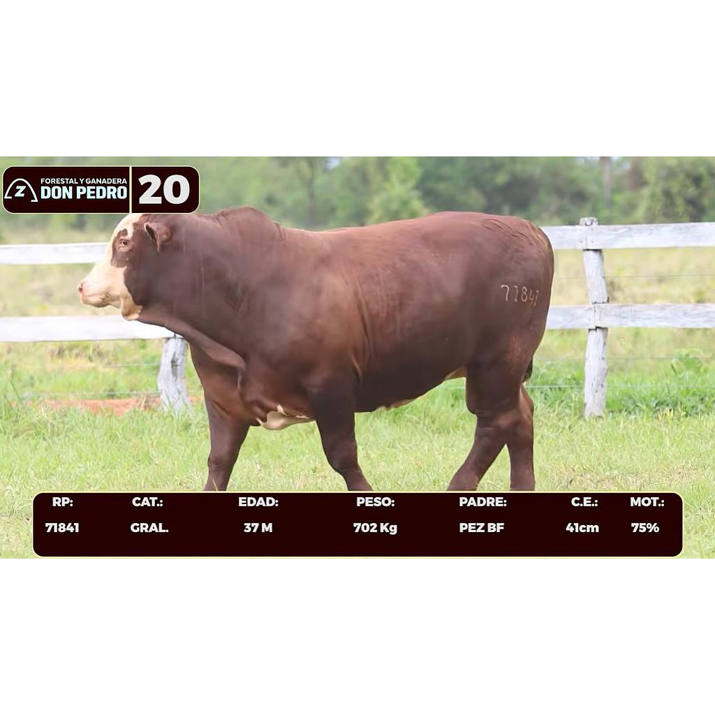 Auction For LOTE 20 - BRAFORD