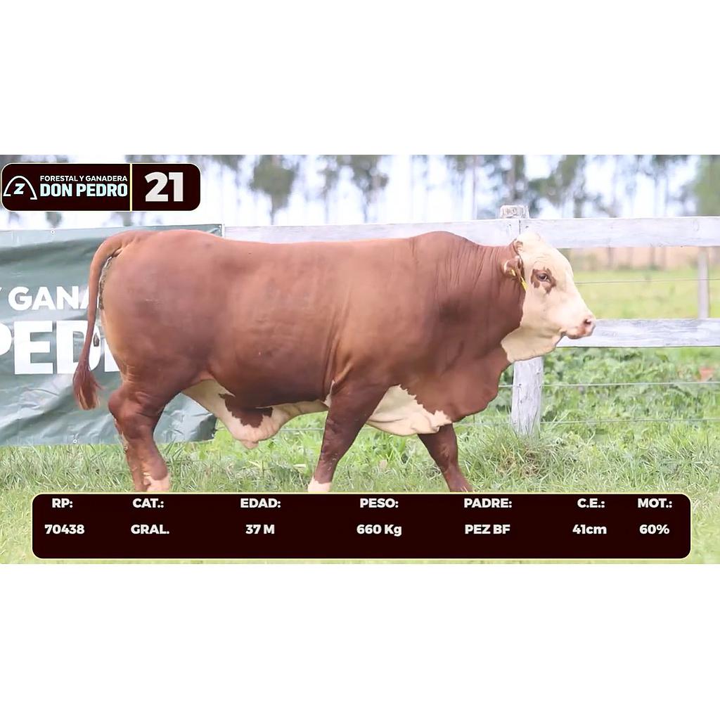 Auction For LOTE 21 - BRAFORD