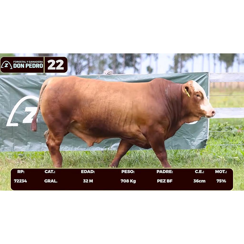 Auction For LOTE 22 - BRAFORD
