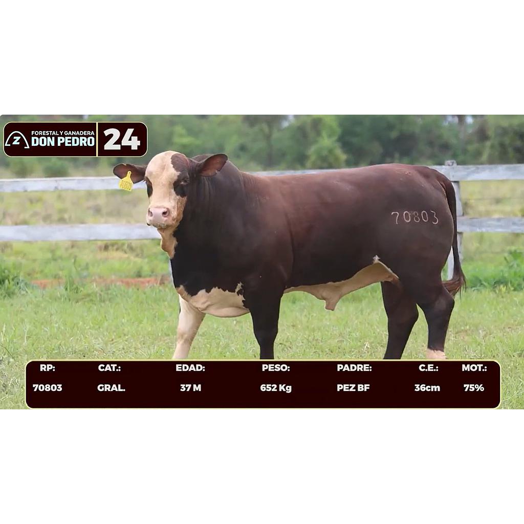 Auction For LOTE 24 - BRAFORD