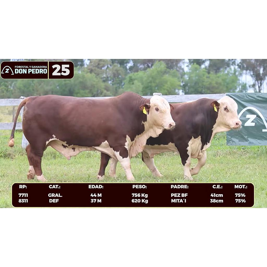 Auction For LOTE 25 - BRAFORD
