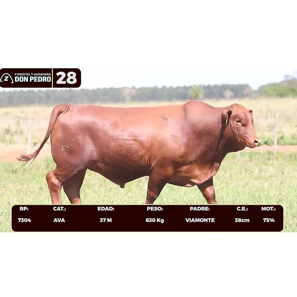 Auction For LOTE 28 - BRANGUS ROJO