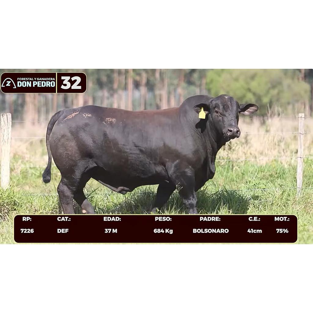 Auction For LOTE 32 - BRANGUS NEGRO