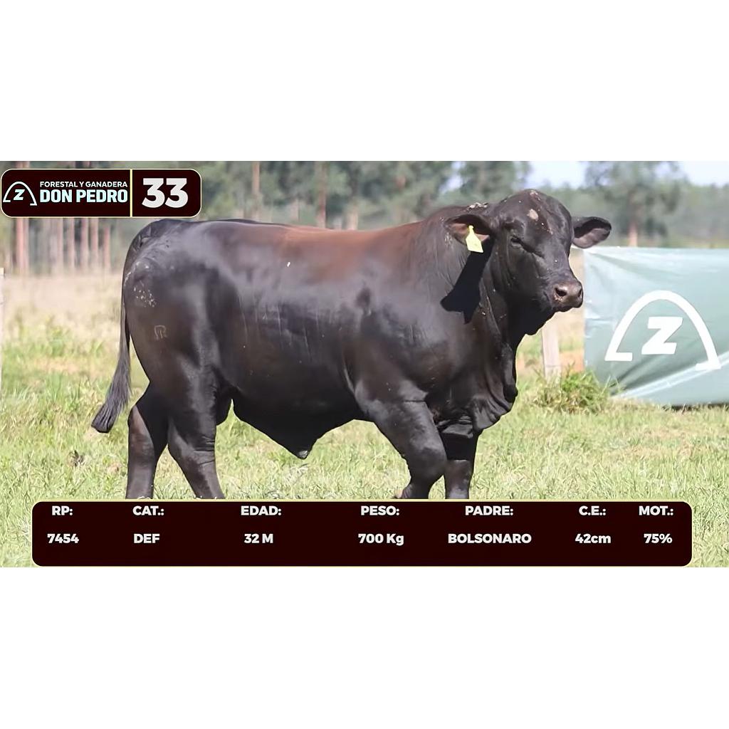Auction For LOTE 33 - BRANGUS NEGRO