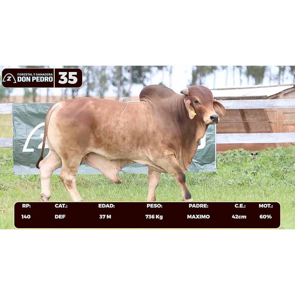 Auction For LOTE 35 - BRAHMAN ROJO