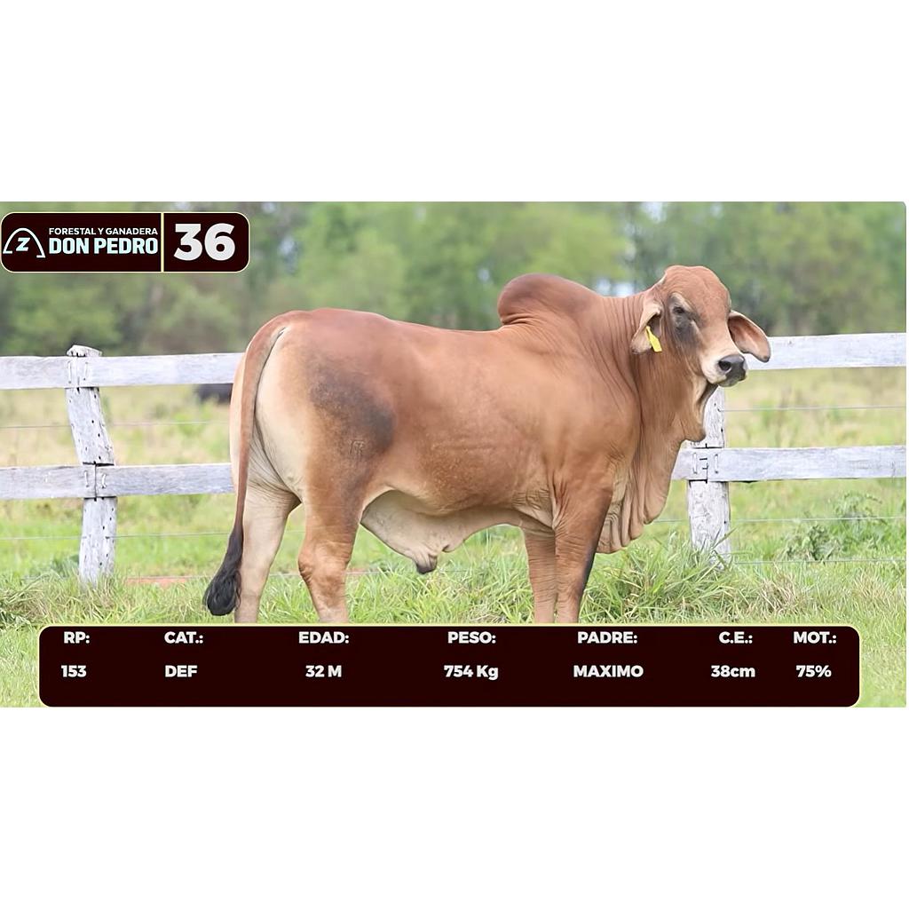 Auction For LOTE 36 - BRAHMAN ROJO
