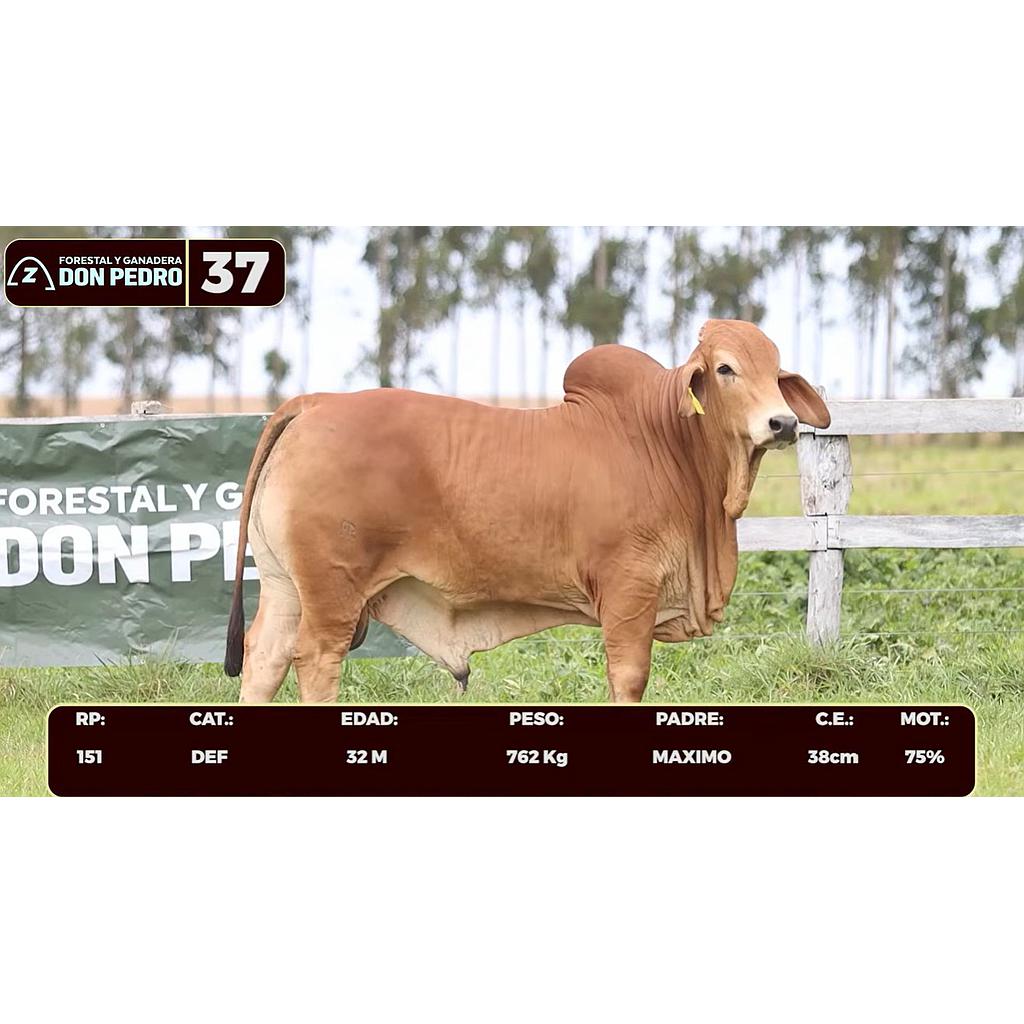 Auction For LOTE 37 - BRAHMAN ROJO