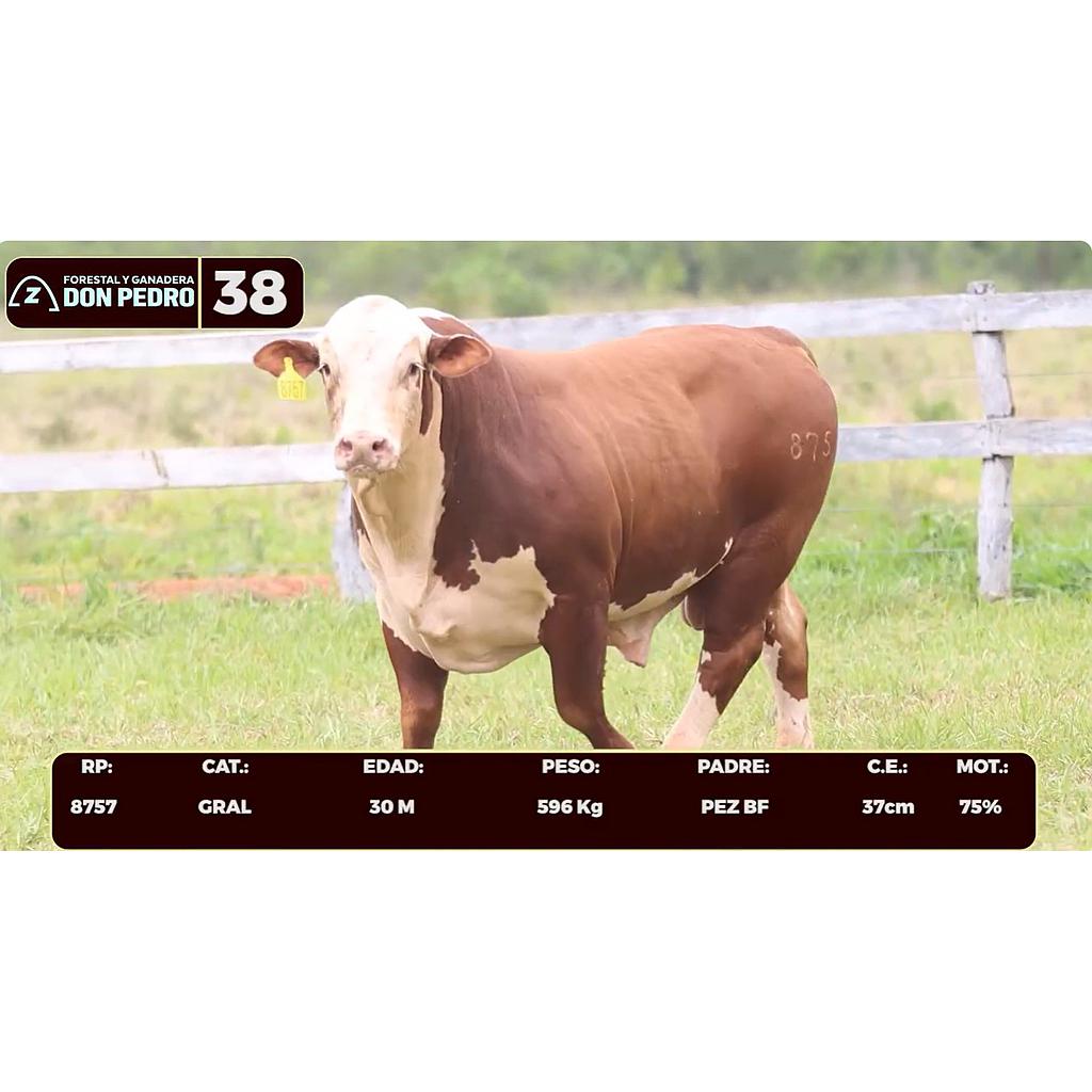 Auction For LOTE 38 - BRAFORD