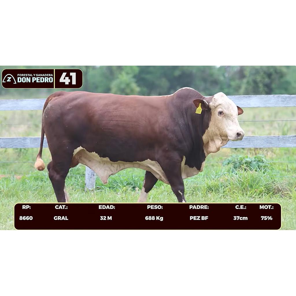 Auction For LOTE 41 - BRAFORD