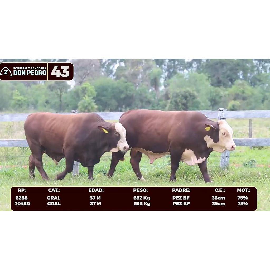 Auction For LOTE 43 - BRAFORD