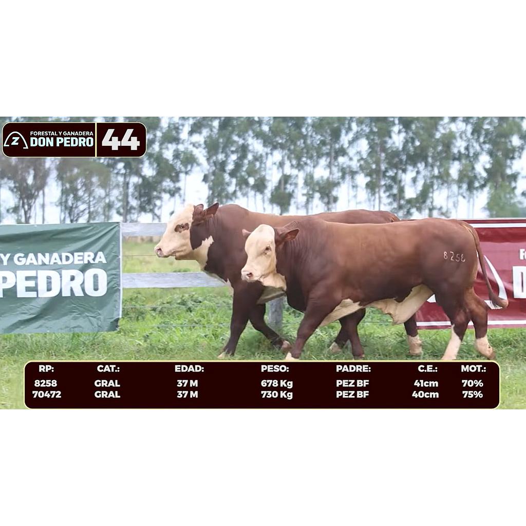 Auction For LOTE 44 - BRAFORD