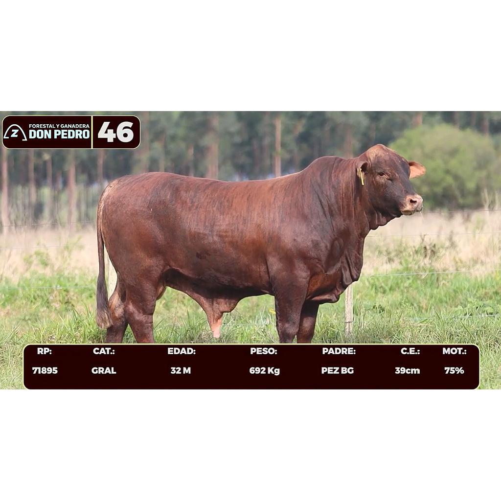 Auction For LOTE 46 - BRANGUS BARCINO