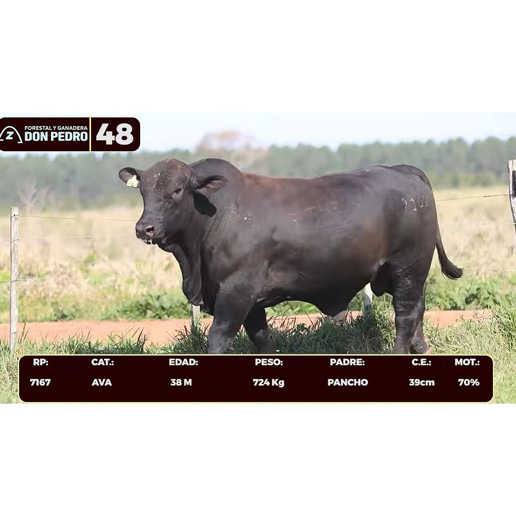 Auction For LOTE 48 - BRANGUS NEGRO