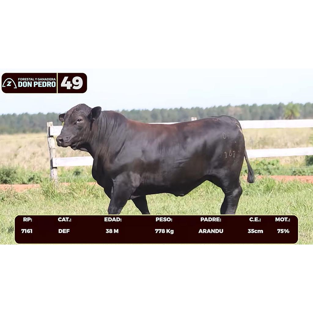 Auction For LOTE 49 - BRANGUS NEGRO