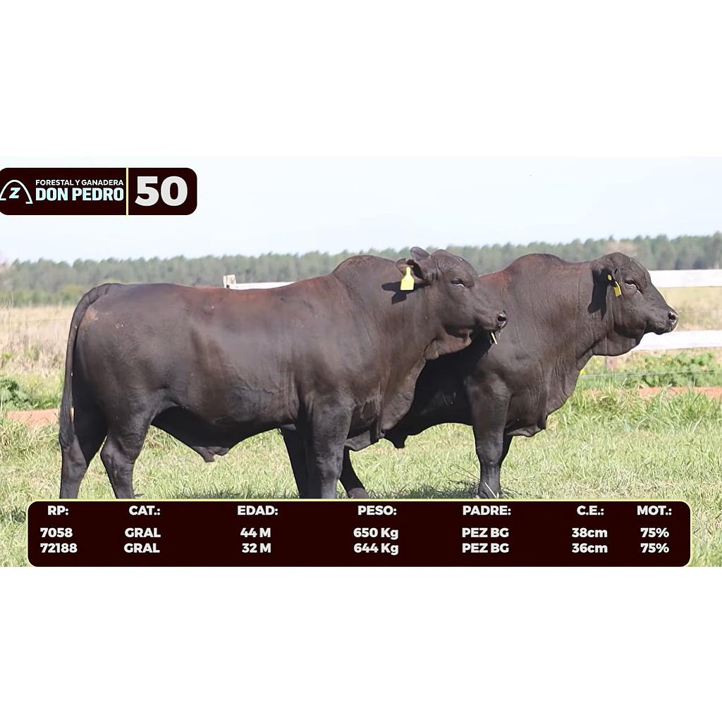 Auction For LOTE 50 - BRANGUS NEGRO