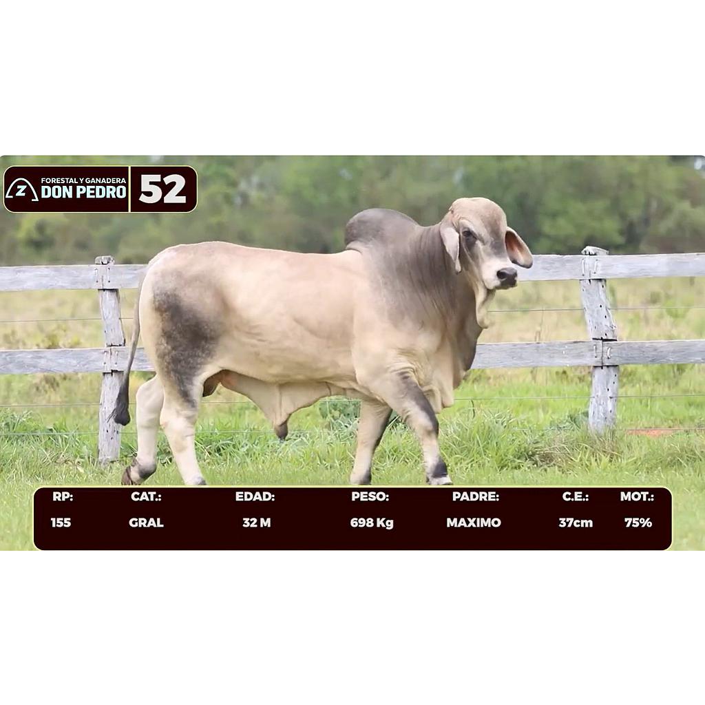 Auction For LOTE 52 - BRAHMAN BLANCO