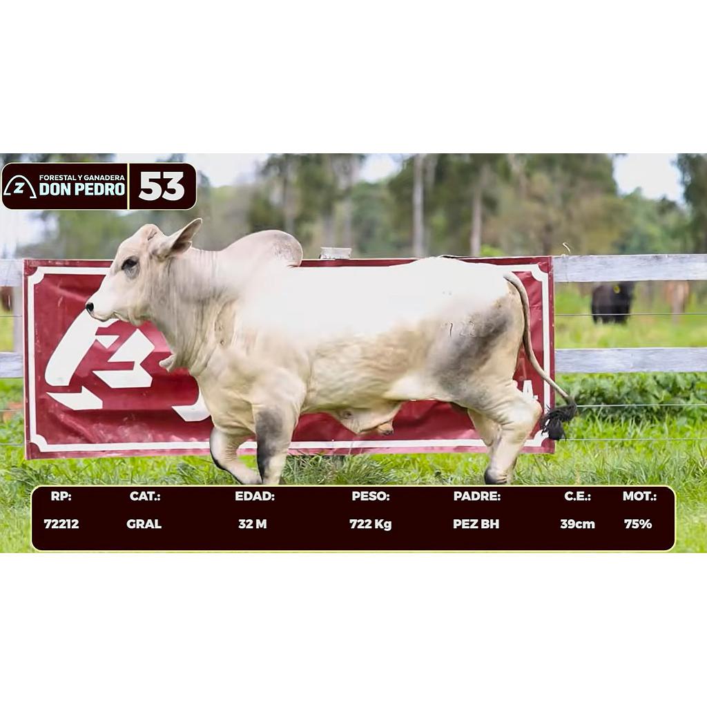 Auction For LOTE 53 - BRAHMAN BLANCO