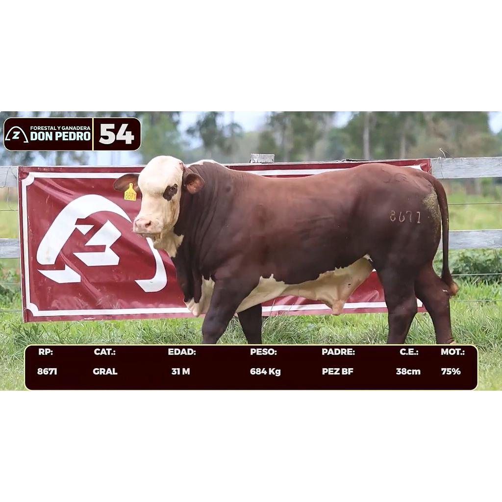 Auction For LOTE 54 - BRAFORD