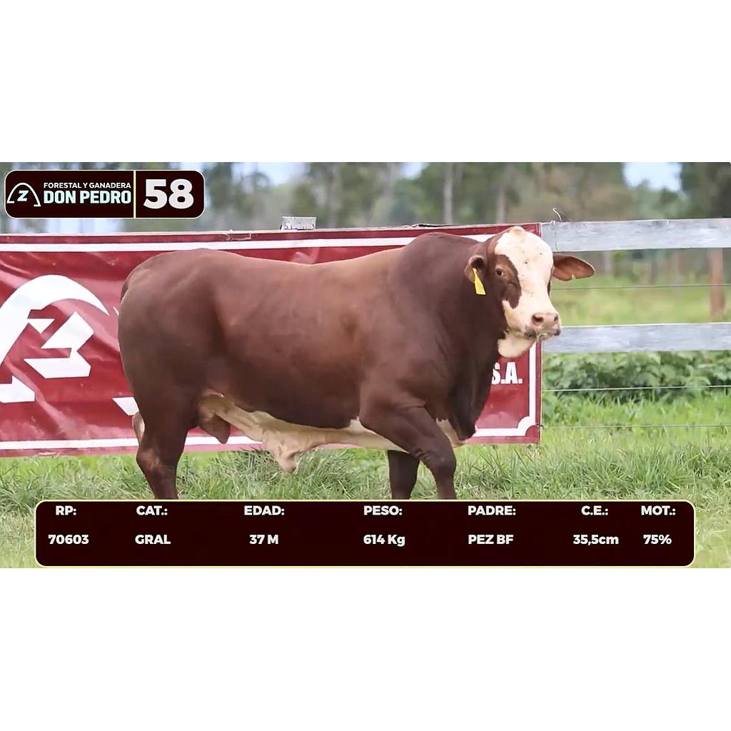 Auction For LOTE 58 - BRAFORD