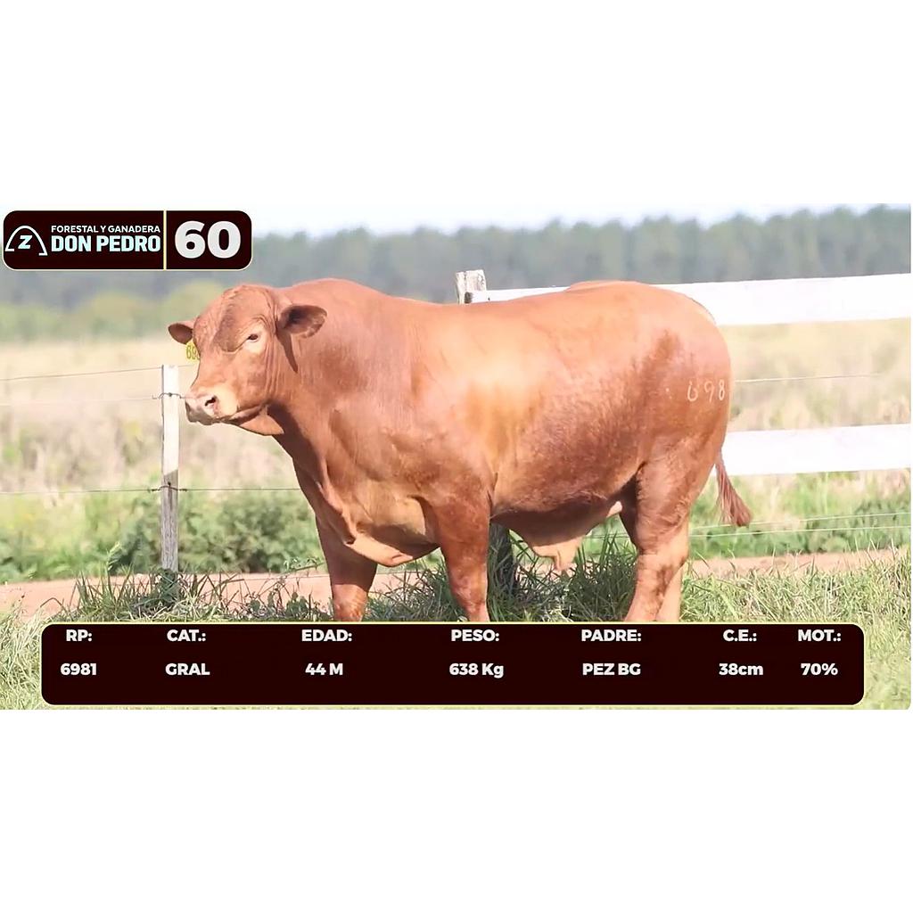 Auction For LOTE 60 - BRANGUS ROJO