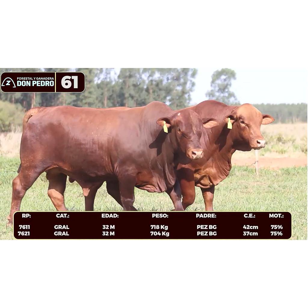 Auction For LOTE 61 - BRANGUS ROJO
