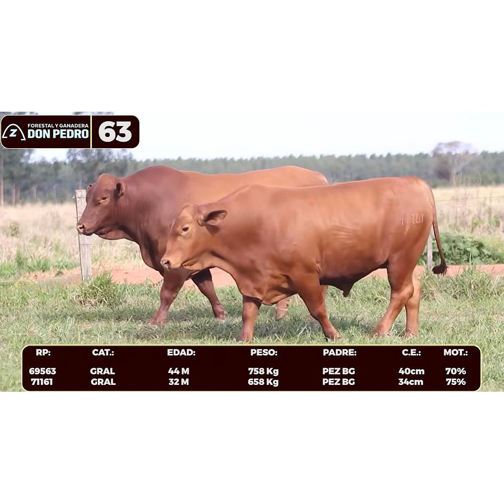 Auction For LOTE 63 - BRANGUS ROJO