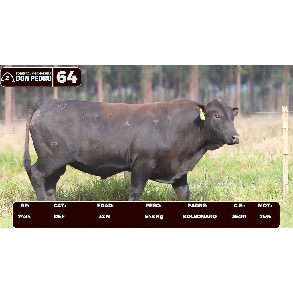 Auction For LOTE 64 - BRANGUS NEGRO