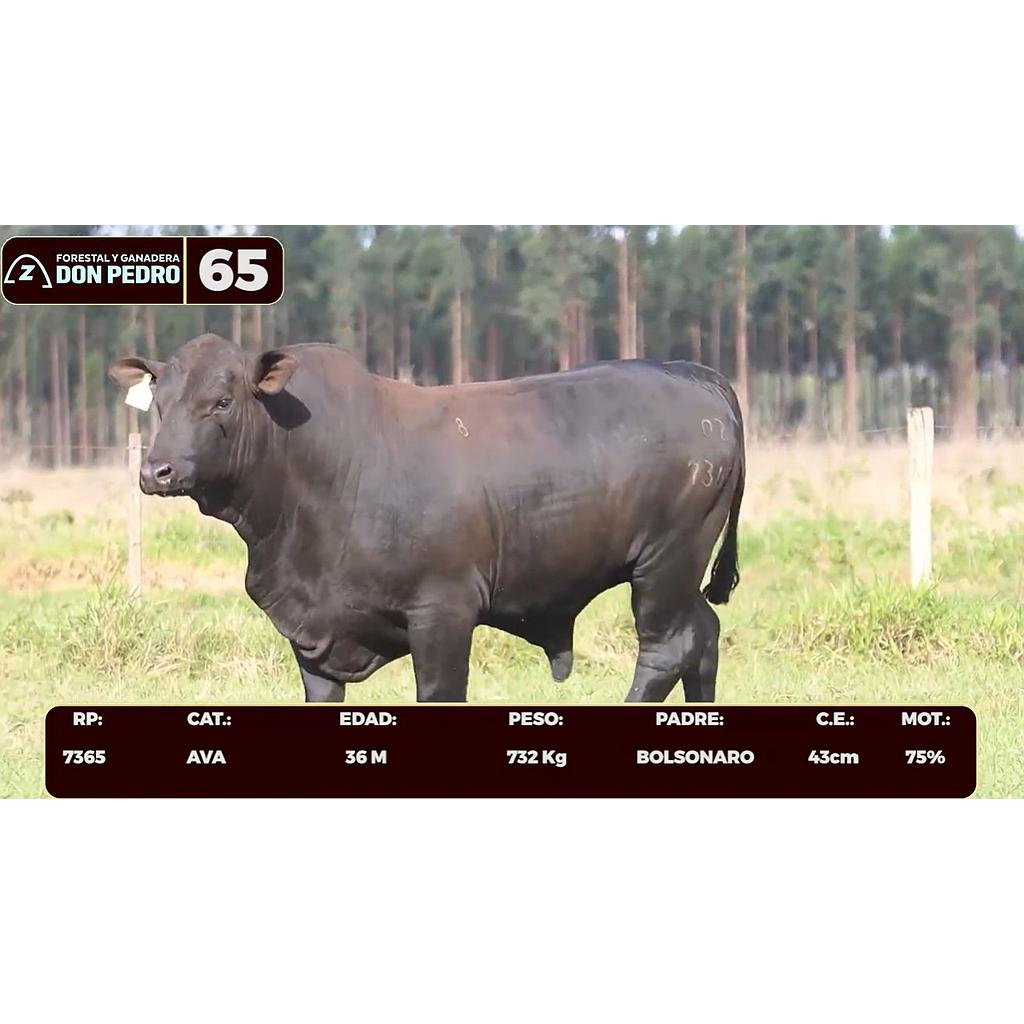 Auction For LOTE 65 - BRANGUS NEGRO