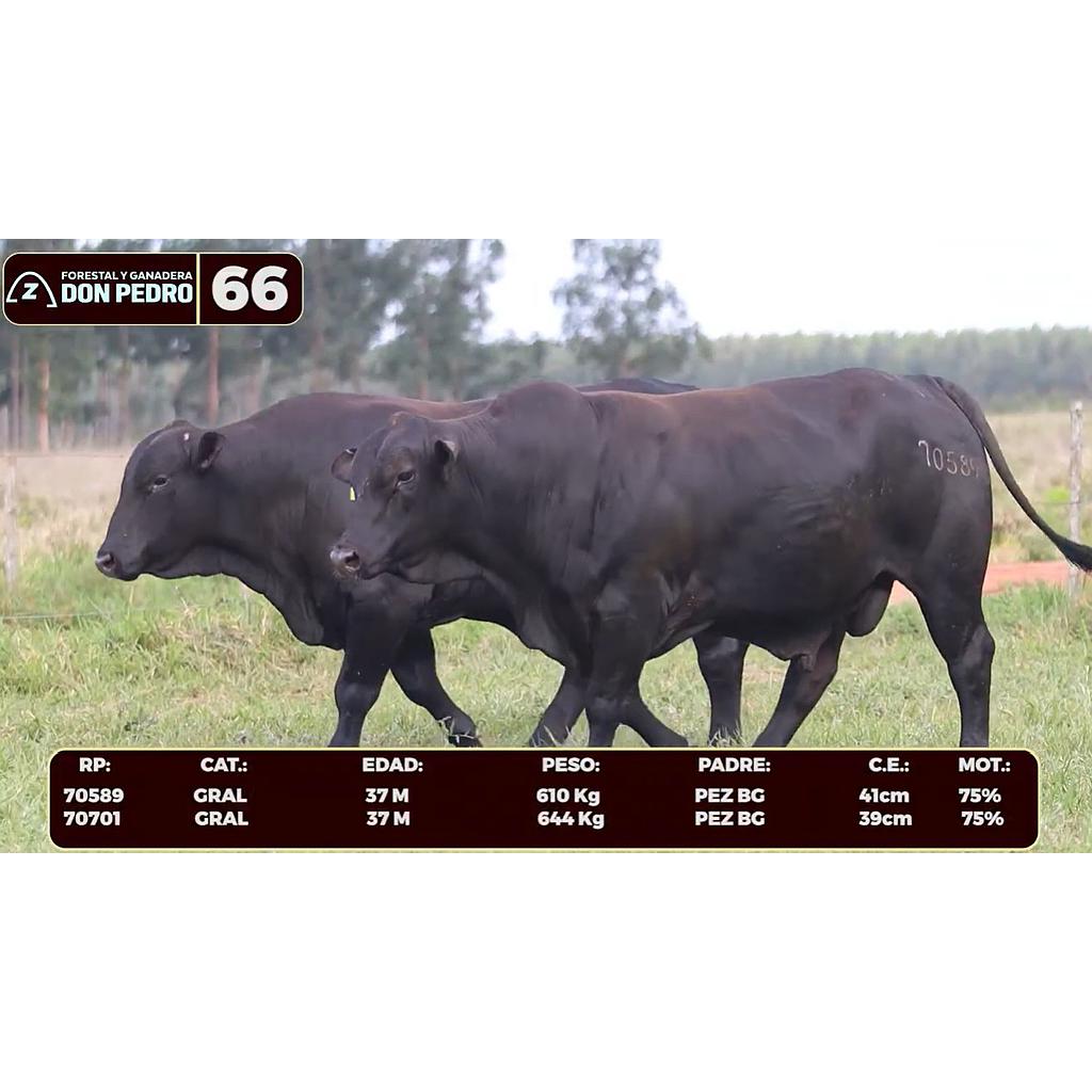 Auction For LOTE 66 - BRANGUS NEGRO