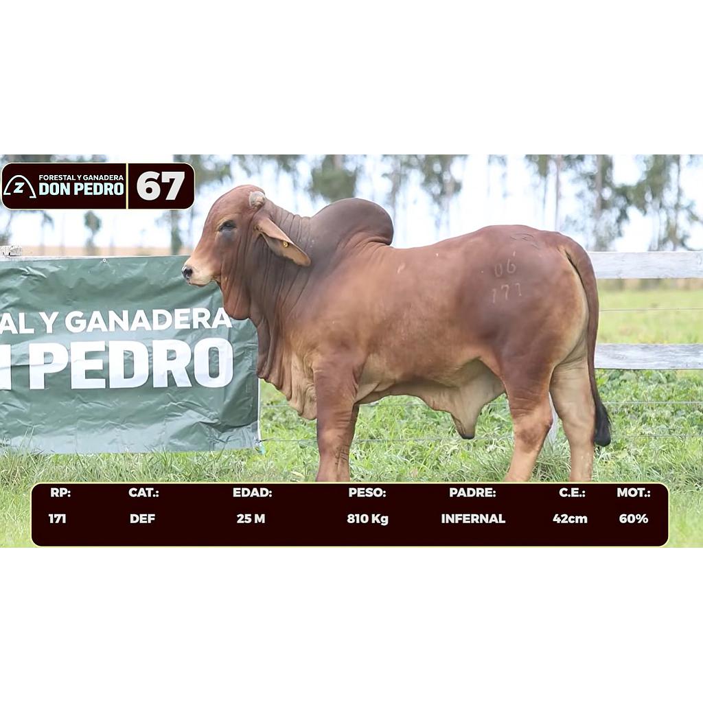 Auction For LOTE 67 - BRAHMAN ROJO