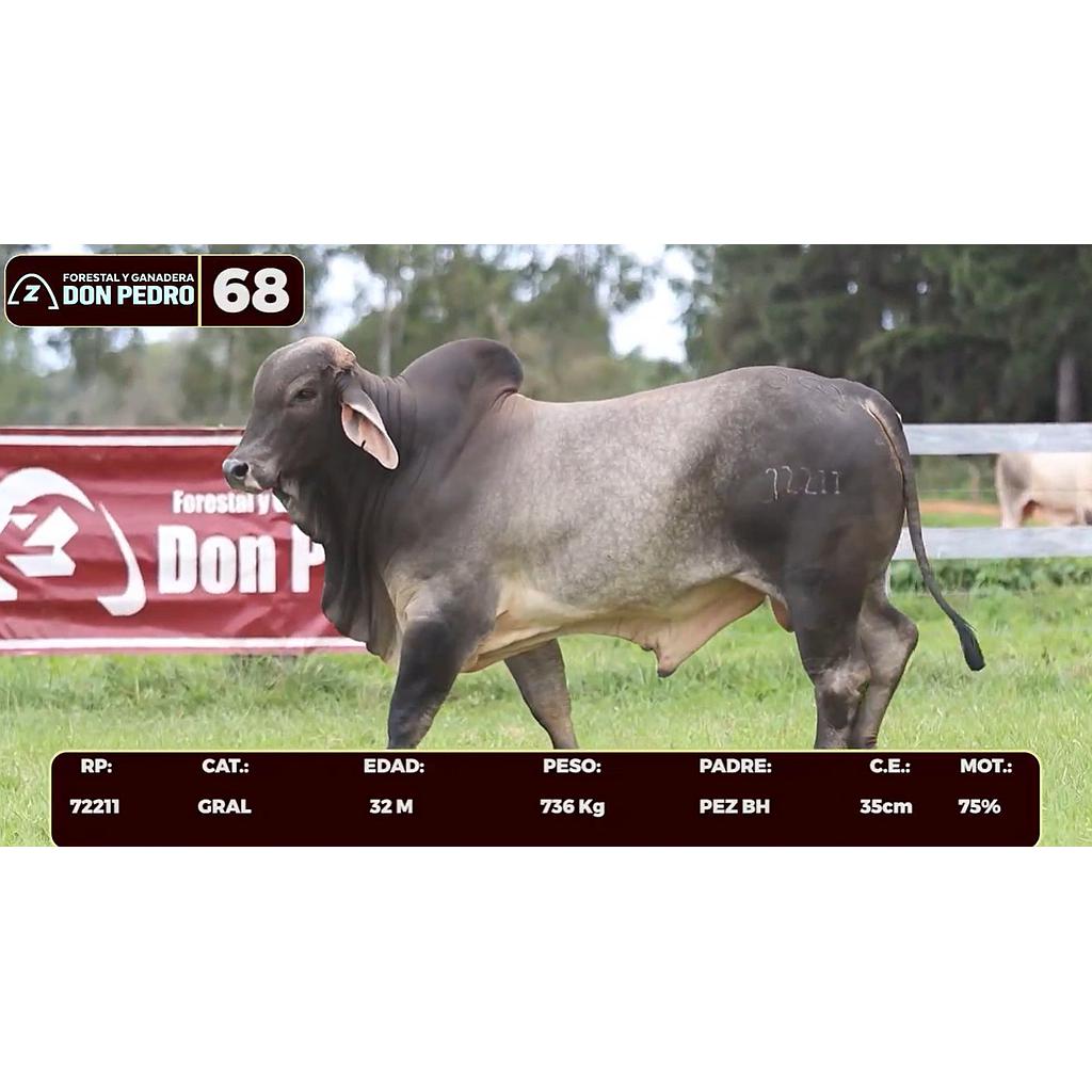 Auction For LOTE 68 - BRAHMAN BLANCO