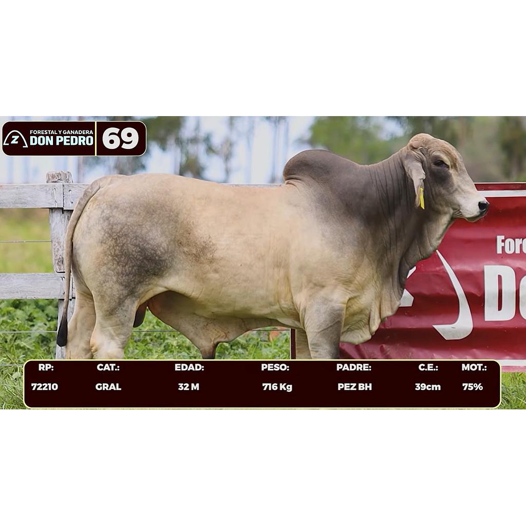 Auction For LOTE 69 - BRAHMAN BLANCO